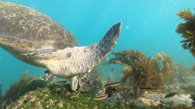 Mary Anne Snorkeling West of Galapagos