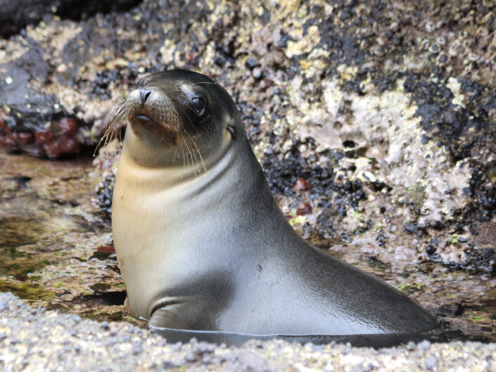 Galapagos Ocean Wildlife Underwater Videos